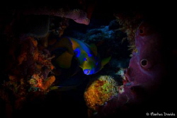 The queen of all fishes is hiding in the colorful reef of... by Markus Davids 